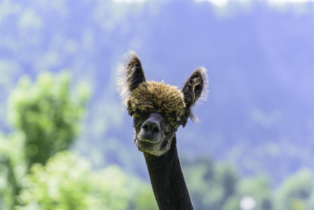 Villa Alpakahof Wechs Bad Hindelang Esterno foto