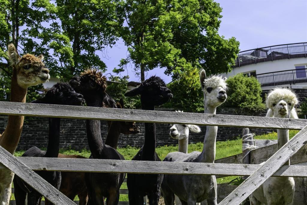 Villa Alpakahof Wechs Bad Hindelang Esterno foto